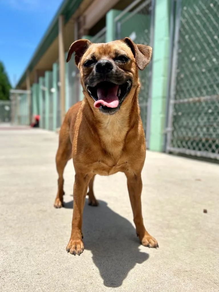 Daisy Mae thumbnail 4