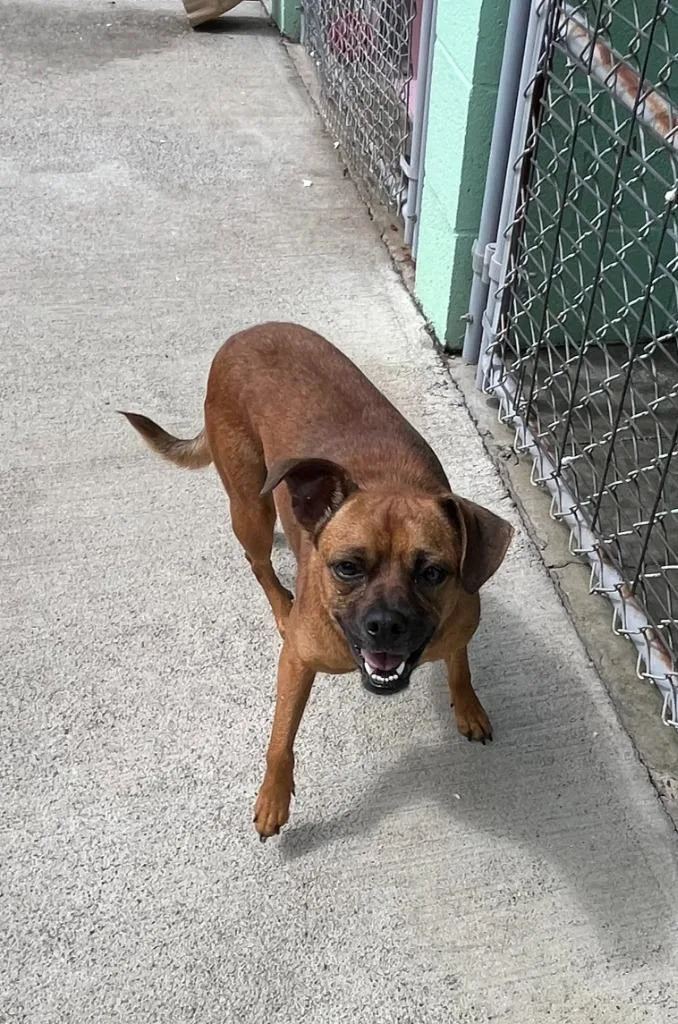 Daisy Mae thumbnail 5