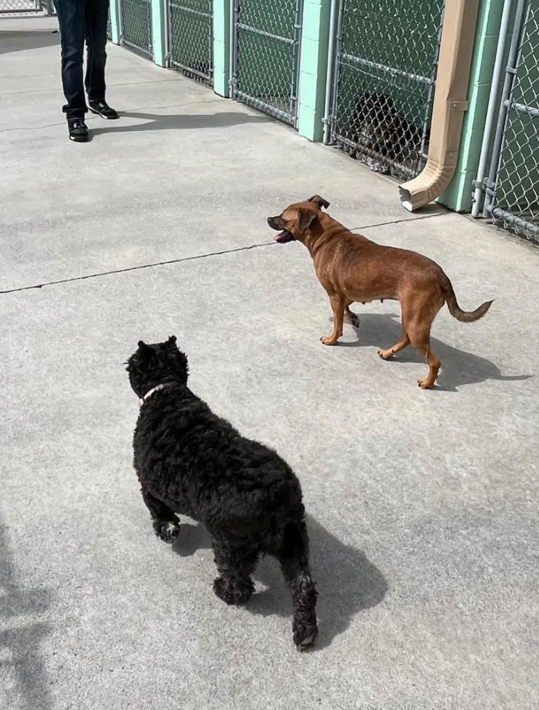 Daisy Mae thumbnail 6