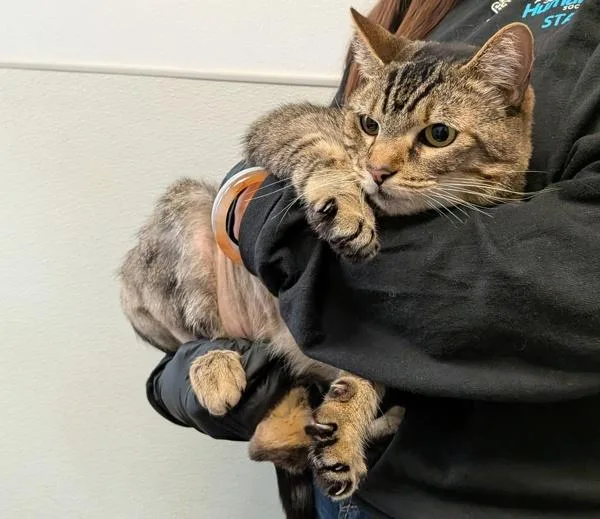 An adult small-sized female Domestic Short Hair cat named Mila for adoption in San Diego, CA
