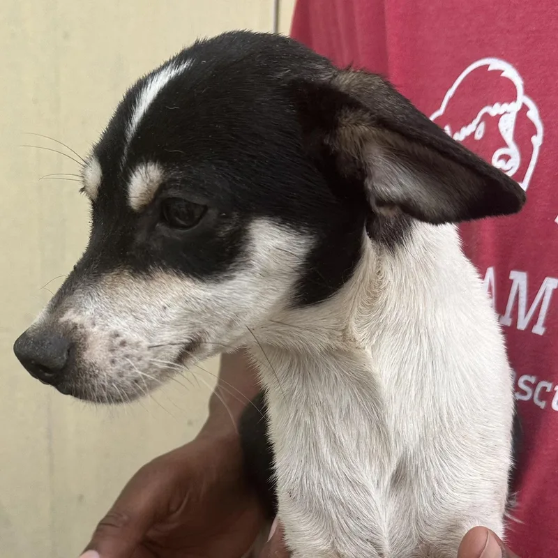 Marti  Local April thumbnail 3