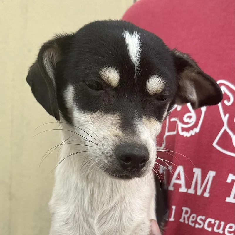 A baby small-sized male Tricolor (Brown, Black, & White) Rat Terrier dog named Marti  Local April for adoption in Brookshire, TX