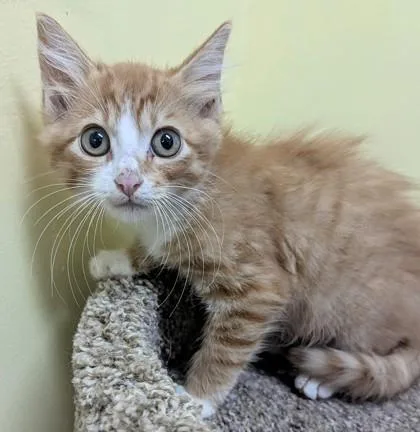 A baby medium-sized male Orange & White Domestic Medium Hair cat named Jolly Roger for adoption in Jackson, GA