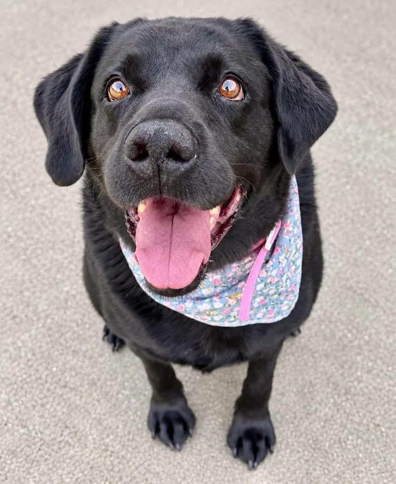 A senior large-sized female Black Labrador Retriever dog named June for adoption in Effingham, IL
