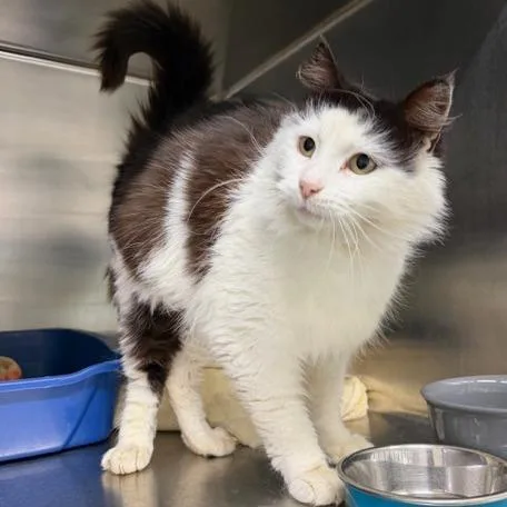 An adult medium-sized female Domestic Medium Hair cat named Frieren for adoption in Cumming, GA