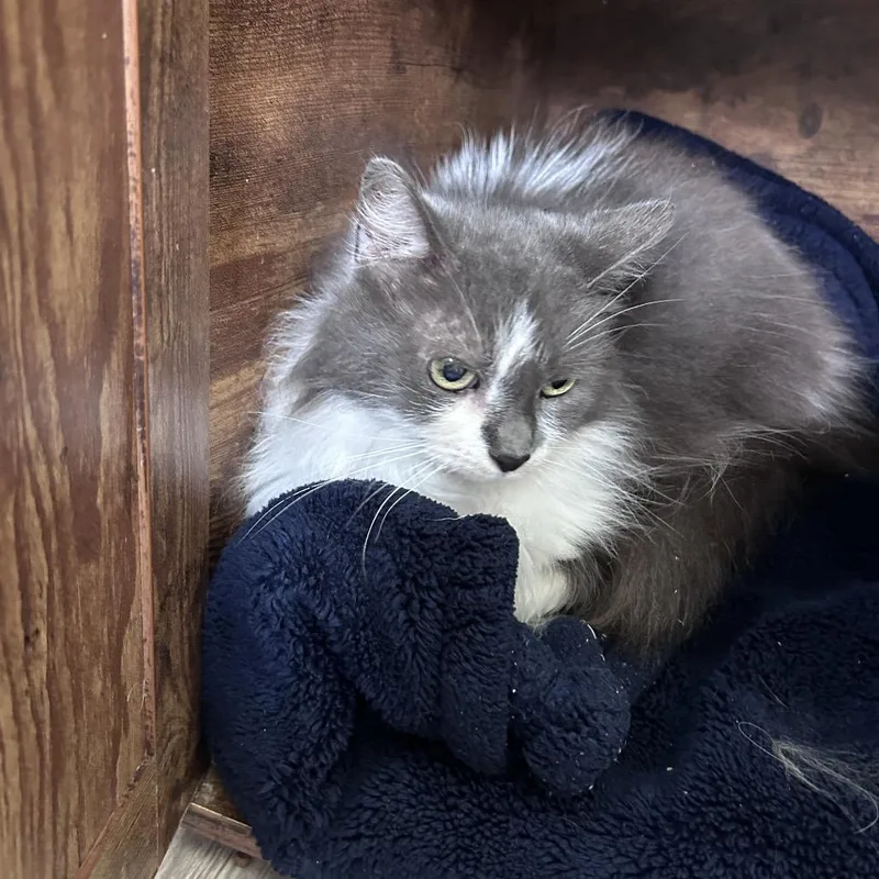 A senior medium-sized female Gray / Blue / Silver Domestic Medium Hair cat named Powder Puff _ for adoption in Bastrop, TX