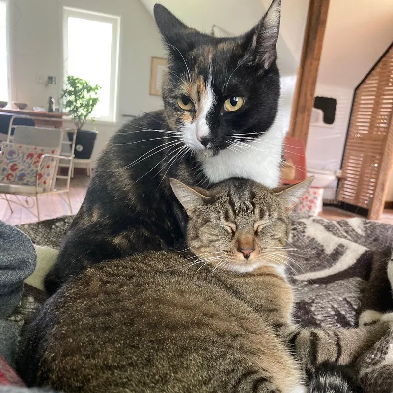An adult small-sized female Buff / Tan / Fawn Domestic Short Hair cat named Rosie for adoption in Rochester, MN