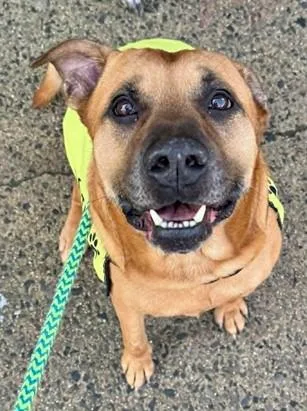 An adult large-sized male Mixed Breed dog named Buster for adoption in Madison, NJ