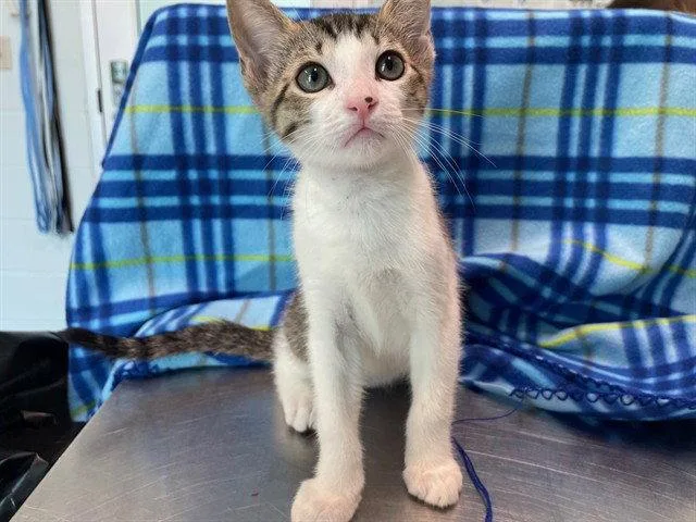 A baby small-sized male Brown / Chocolate Domestic Short Hair cat named Bookmark for adoption in Tavares, FL