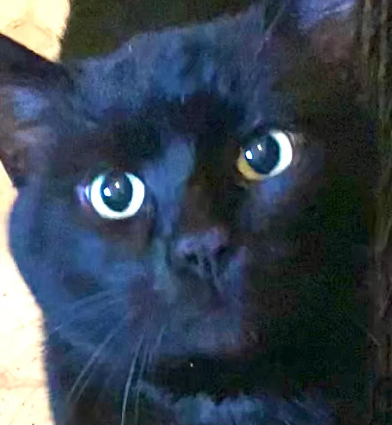 Shadowkin thumbnail 3