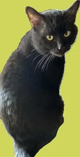 Shadowkin thumbnail 4