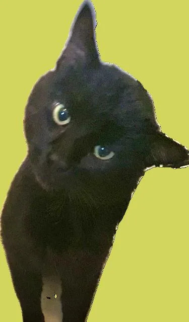 Shadowkin thumbnail 5