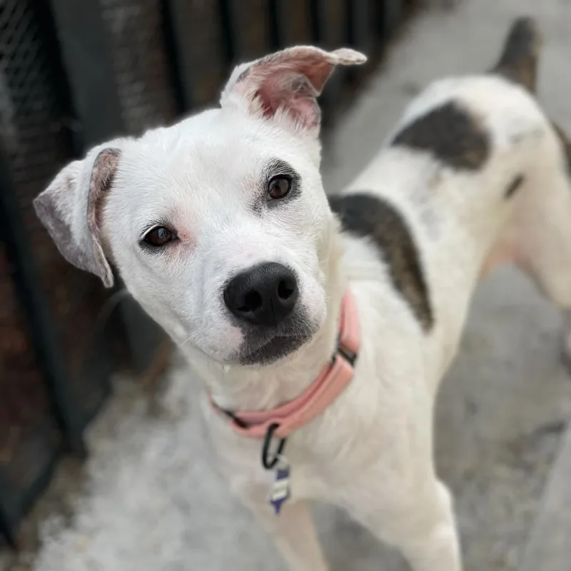 An adult medium-sized female White / Cream Mixed Breed dog named Melody for adoption in San Francisco, CA
