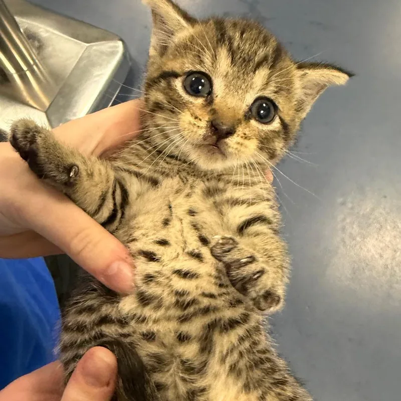 A baby small-sized female Domestic Short Hair cat named Stacy for adoption in Greensboro, NC