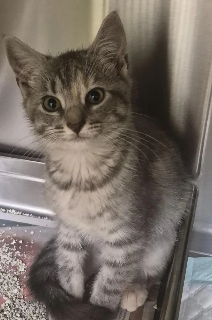 A baby medium-sized female Domestic Short Hair cat named Cirrha for adoption in Christiansburg, VA