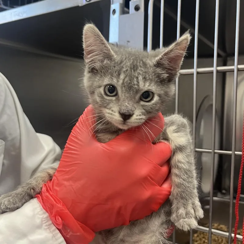 A baby small-sized male Gray / Blue / Silver Domestic Short Hair cat named Bearnaise for adoption in Houston, TX