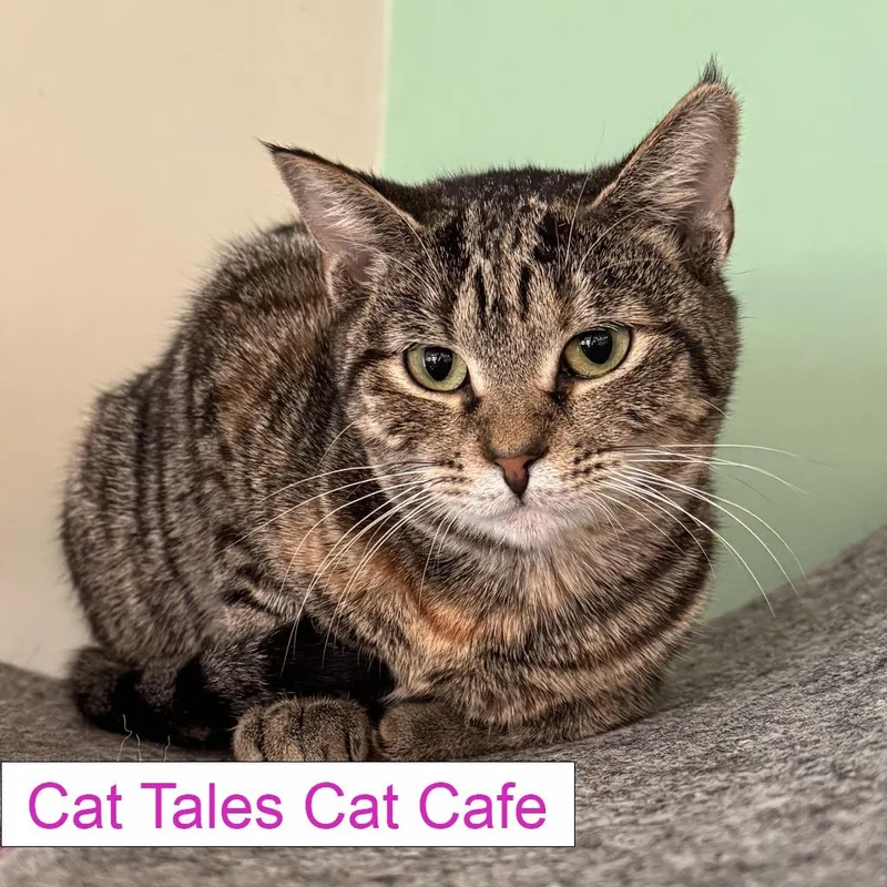 An adult medium-sized female Domestic Short Hair cat named Yuki for adoption in Chapel Hill, NC