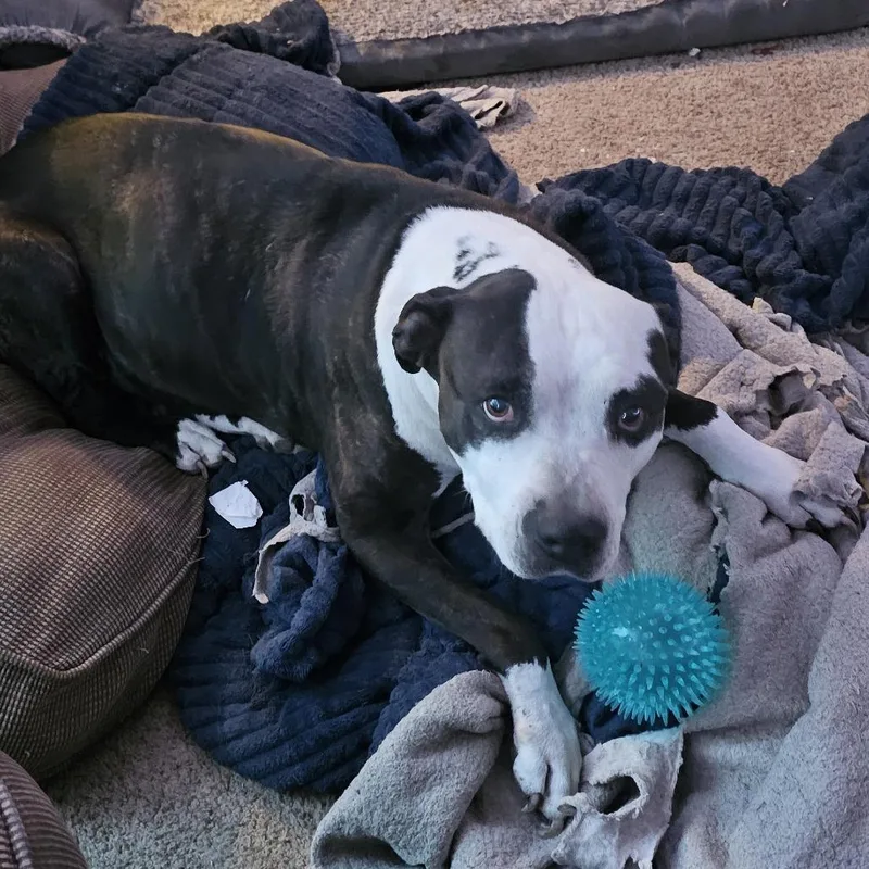 A senior medium-sized female White / Cream Pit Bull Terrier dog named Anya for adoption in Reno, NV