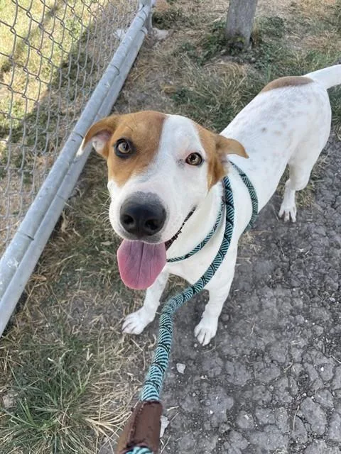 A young medium-sized female Jack Russell Terrier dog named Lil Mamas for adoption in Corpus Christi, TX