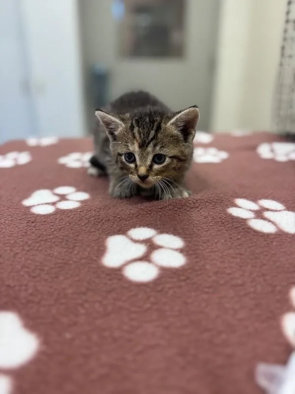 A young medium-sized female Tabby (Brown / Chocolate) Domestic Short Hair cat named Witness for adoption in Disputanta, VA