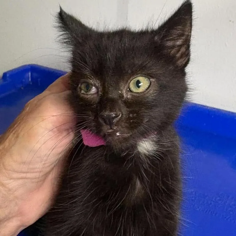 A baby small-sized female Black Domestic Medium Hair cat named Pandora for adoption in FAIRWAY, KS
