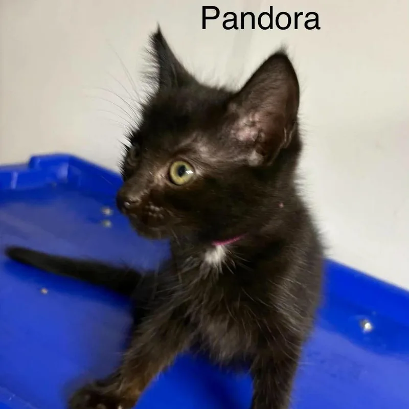 Pandora thumbnail 2