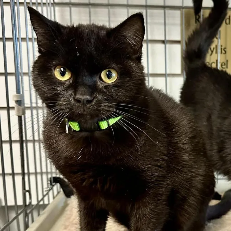 A young small-sized male Black Domestic Short Hair cat named Enro Lr for adoption in Union, MO