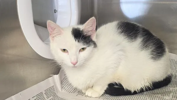 A young small-sized female Domestic Short Hair cat named Sydney for adoption in Cleveland, TN