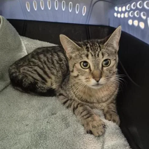A young medium-sized female Brown / Chocolate Domestic Short Hair cat named Kit for adoption in Tacoma, WA