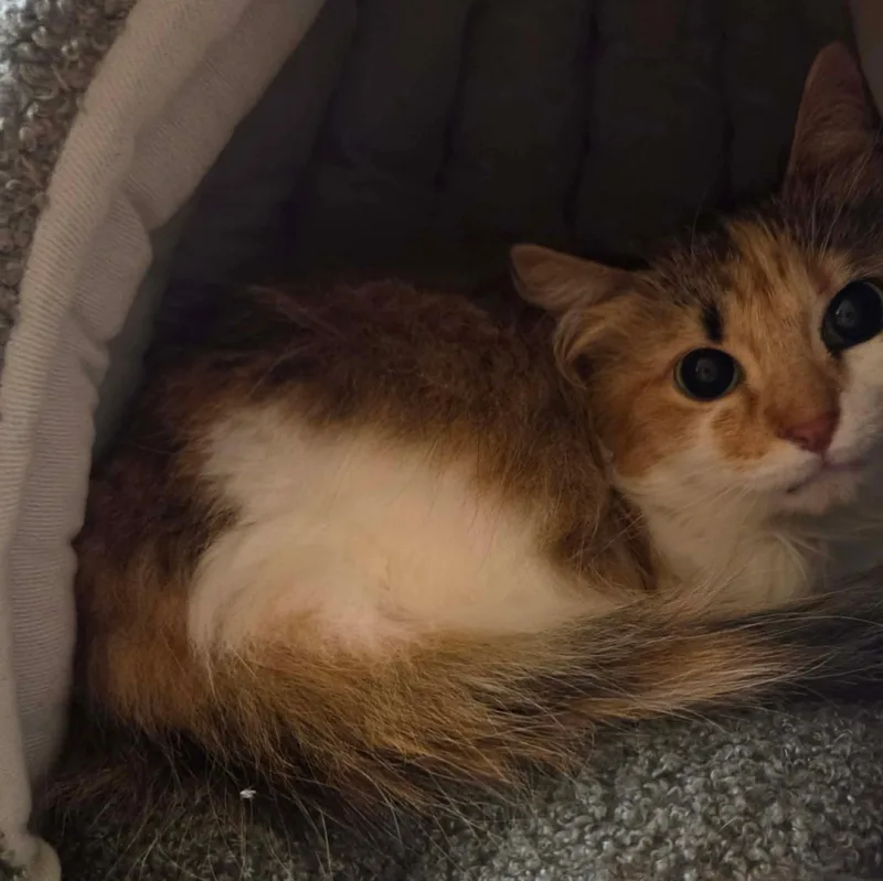 A young medium-sized female Calico cat named Odette for adoption in Gladstone, OR