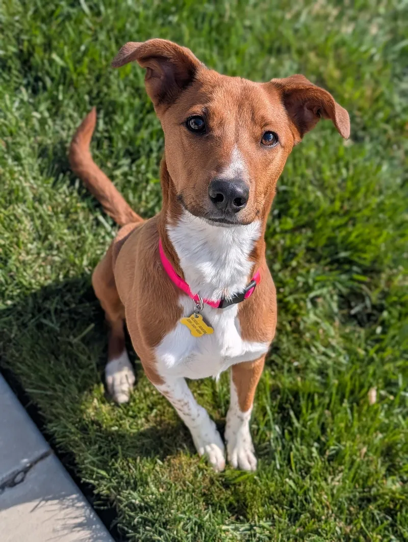 A young medium-sized female Australian Cattle Dog / Blue Heeler dog named Sheilah for adoption in Salt Lake City, UT