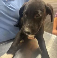 A baby small-sized male Mixed Breed dog named Calvin for adoption in West Chester, PA
