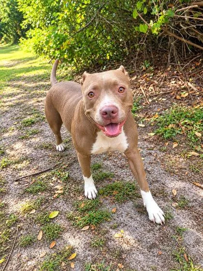 A young large-sized female Mixed Breed dog named Annabelle for adoption in Palm Coast, FL