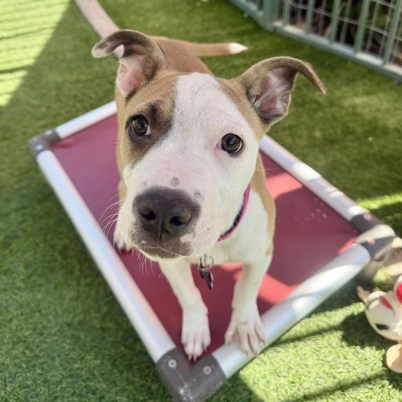 A baby small-sized female White / Cream Pit Bull Terrier dog named Sandy for adoption in Agoura Hills, CA