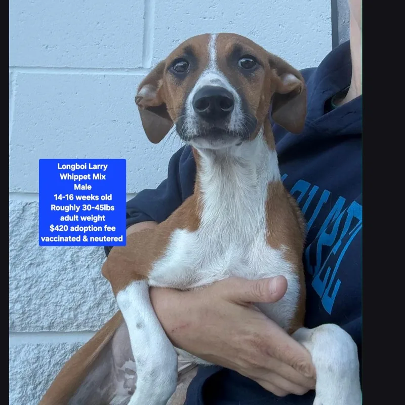A baby medium-sized male Whippet dog named Longboi Larry for adoption in Oviedo, FL