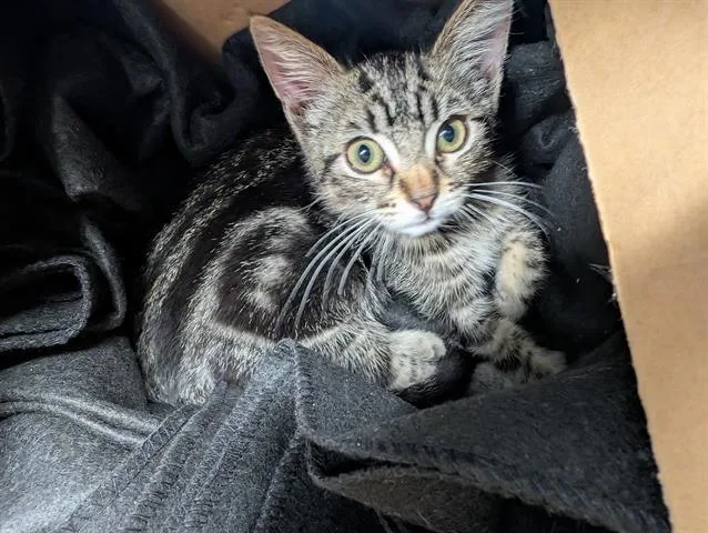 A baby small-sized male Domestic Short Hair cat named Potato Chip for adoption in San Martin, CA