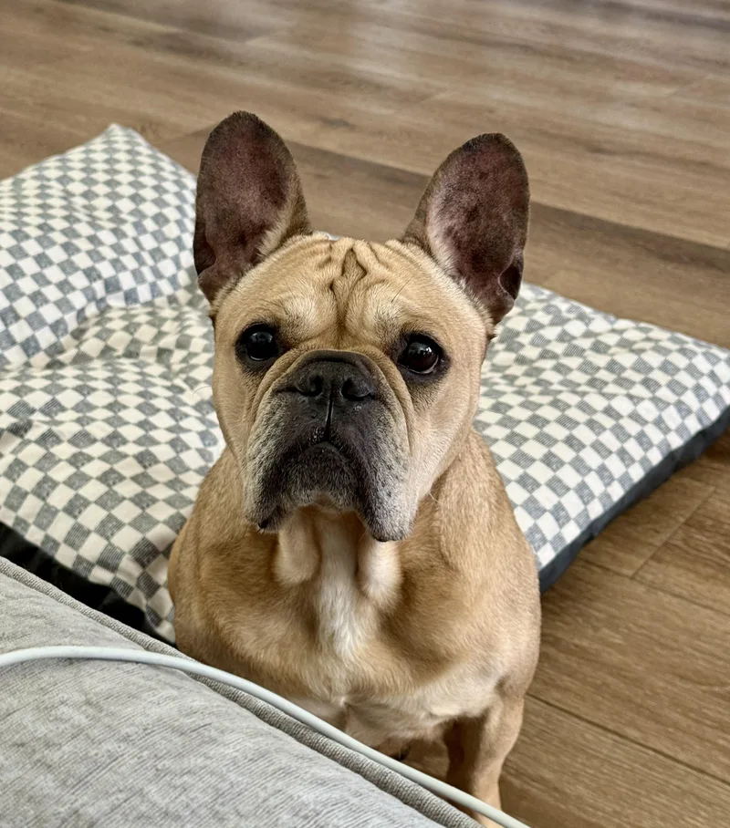 An adult medium-sized female Yellow / Tan / Blond / Fawn French Bulldog dog named Sugar for adoption in Houston, TX