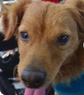 A young medium-sized male Chihuahua dog named A for adoption in Tracy, CA