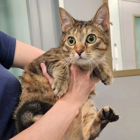An adult medium-sized female Domestic Short Hair cat named Stubbie for adoption in Knoxville, TN