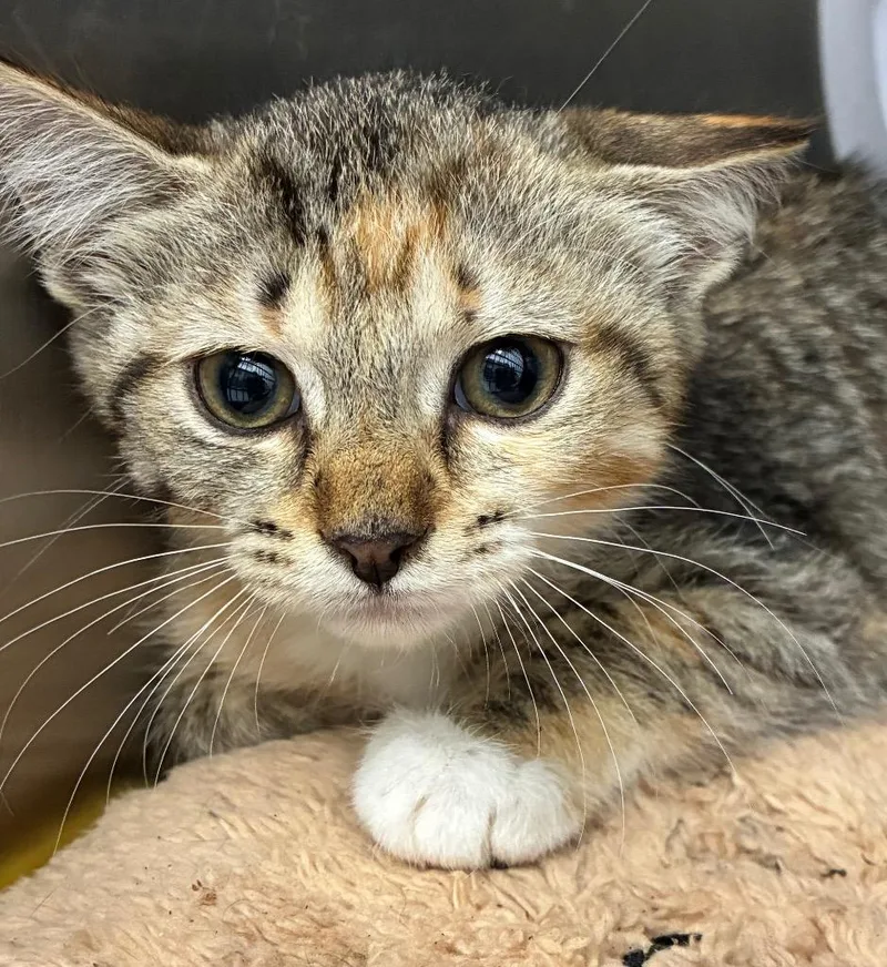 A baby small-sized female Domestic Short Hair cat named Yzma for adoption in Hartsville, SC
