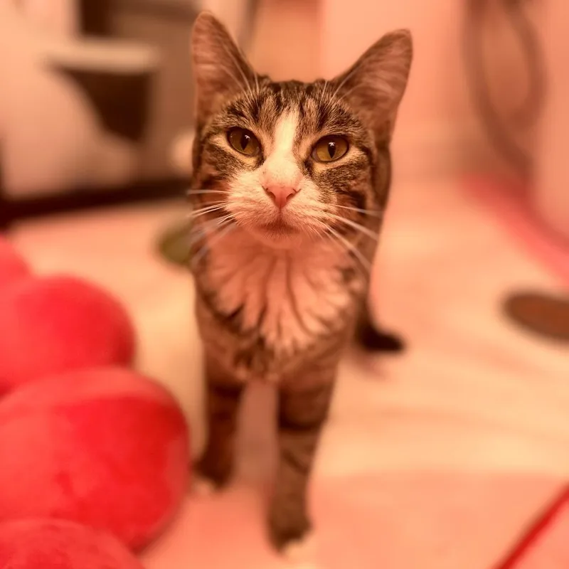 A young medium-sized female Brown / Chocolate Domestic Short Hair cat named Diamond for adoption in Forest Park, IL