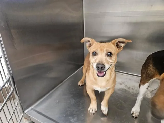 A young small-sized male Chihuahua dog named Zippy for adoption in Tucson, AZ