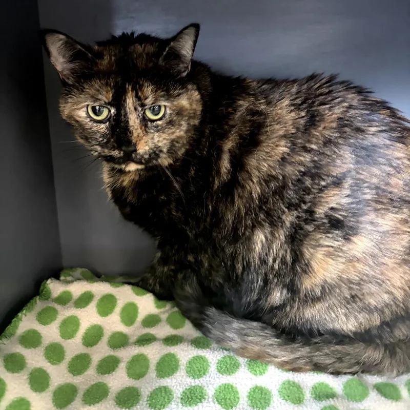 An adult extra large-sized female Black Domestic Short Hair cat named Sofia for adoption in DeKalb, IL