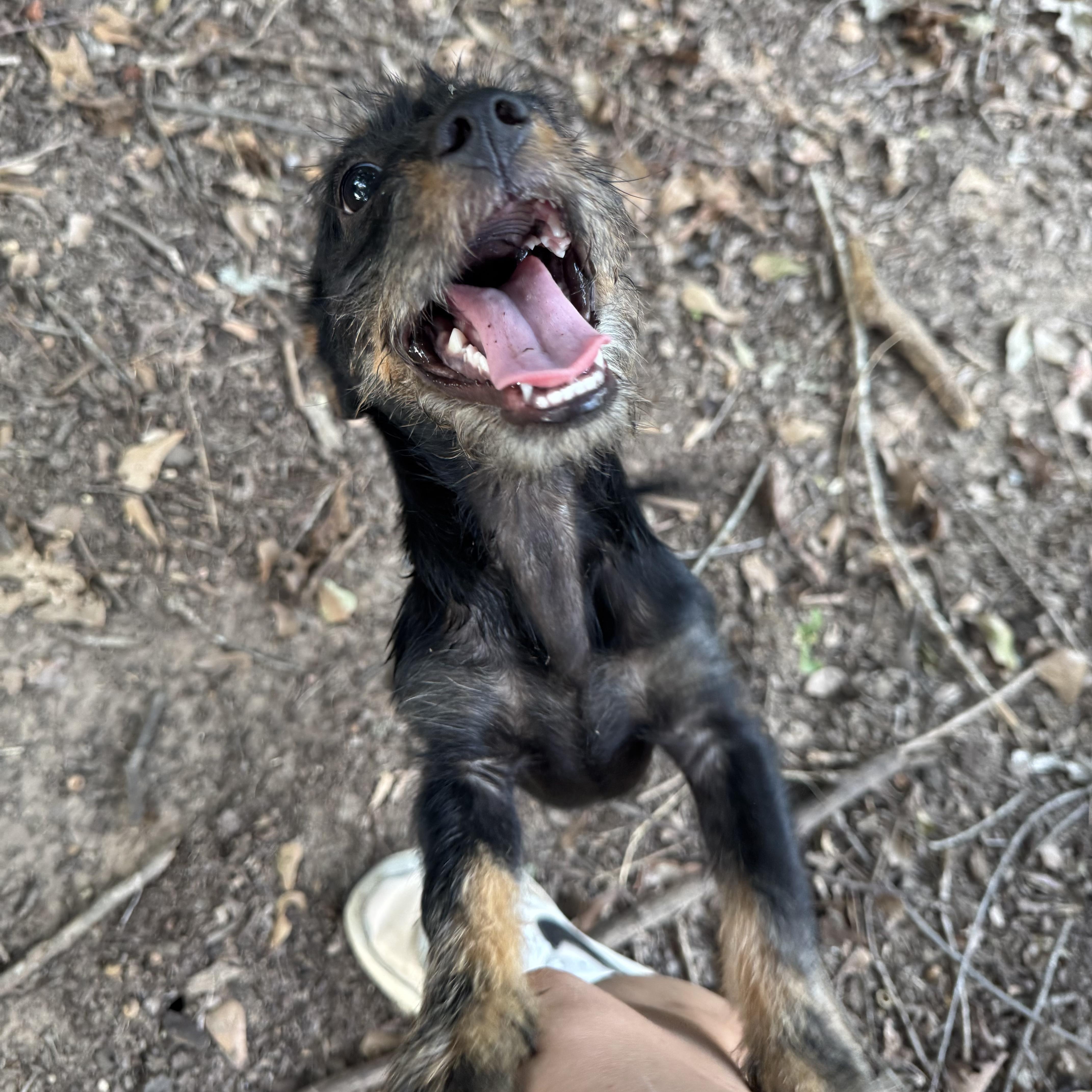 A young small-sized male Black Wirehaired Dachshund dog named Jack for adoption in Longview, TX