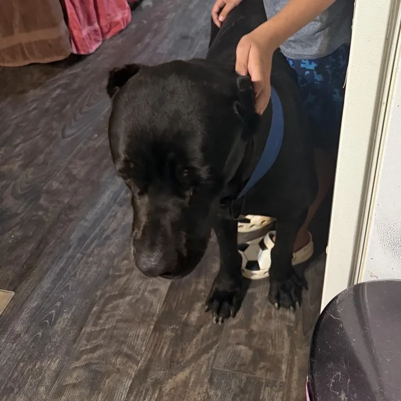 A young small-sized male Black Cane Corso dog named Ghost Bear for adoption in manchester, PA