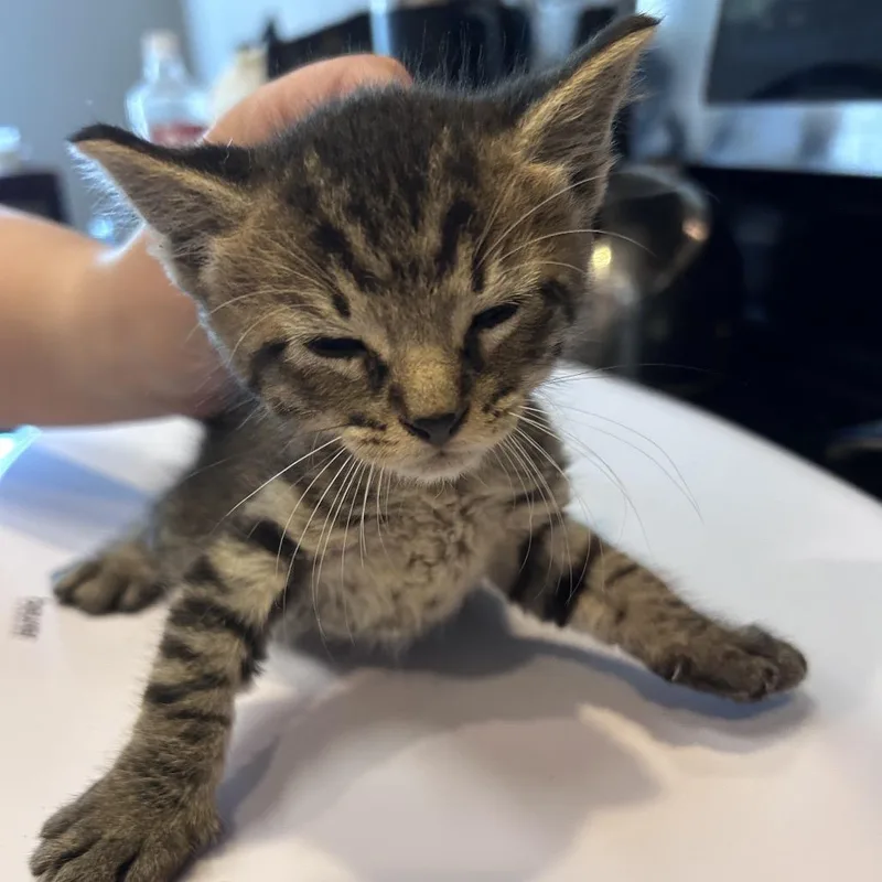 A baby small-sized male Buff / Tan / Fawn Domestic Short Hair cat named Paste for adoption in Bastrop, TX