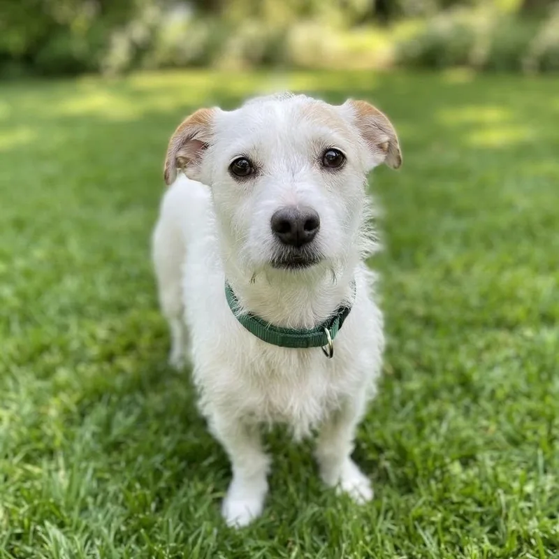An adult small-sized male White / Cream Jack Russell Terrier dog named Boba for adoption in Las Vegas, NV