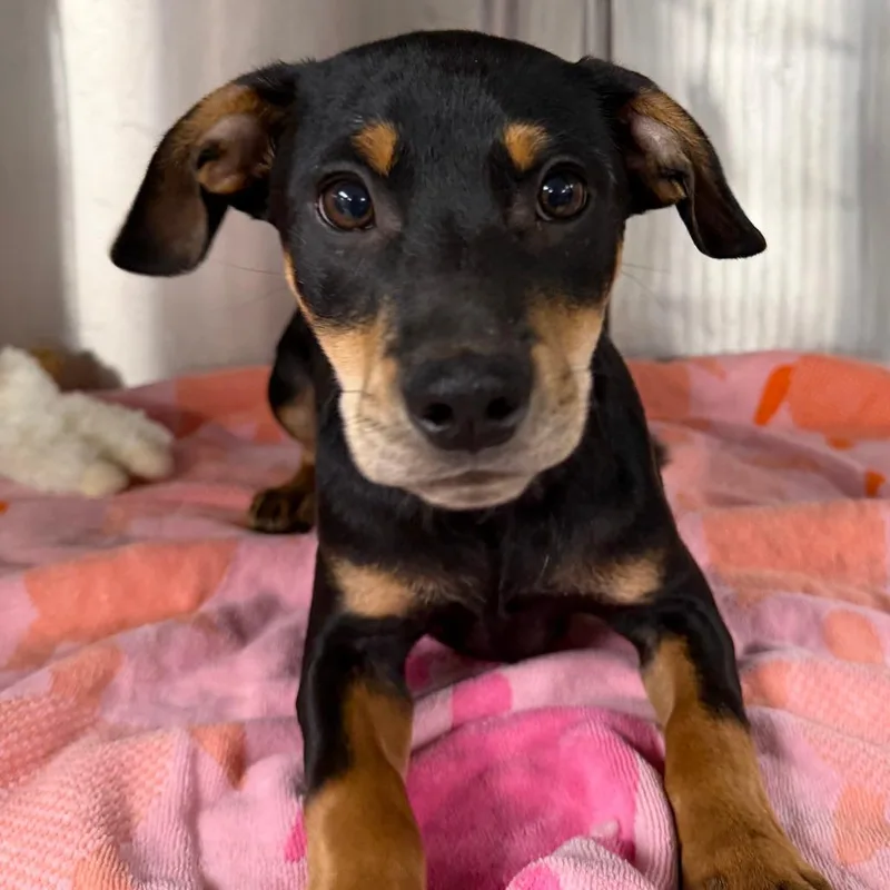 A baby small-sized male Black Miniature Pinscher dog named Bumper for adoption in Stillwater, OK