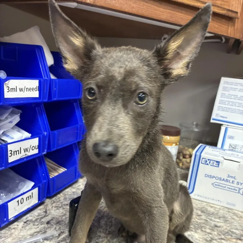 A baby small-sized male Gray / Blue / Silver Shepherd dog named LarryU for adoption in Tupelo, MS