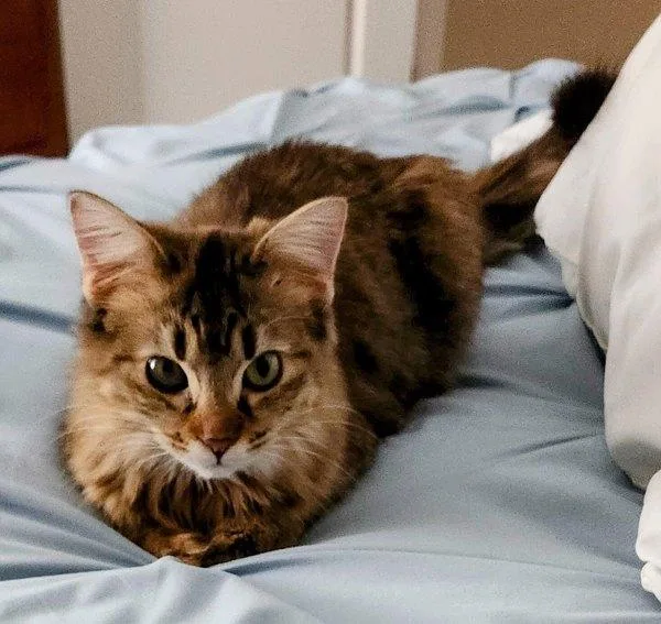 A young medium-sized female Domestic Medium Hair cat named Sonni for adoption in Stratham, NH